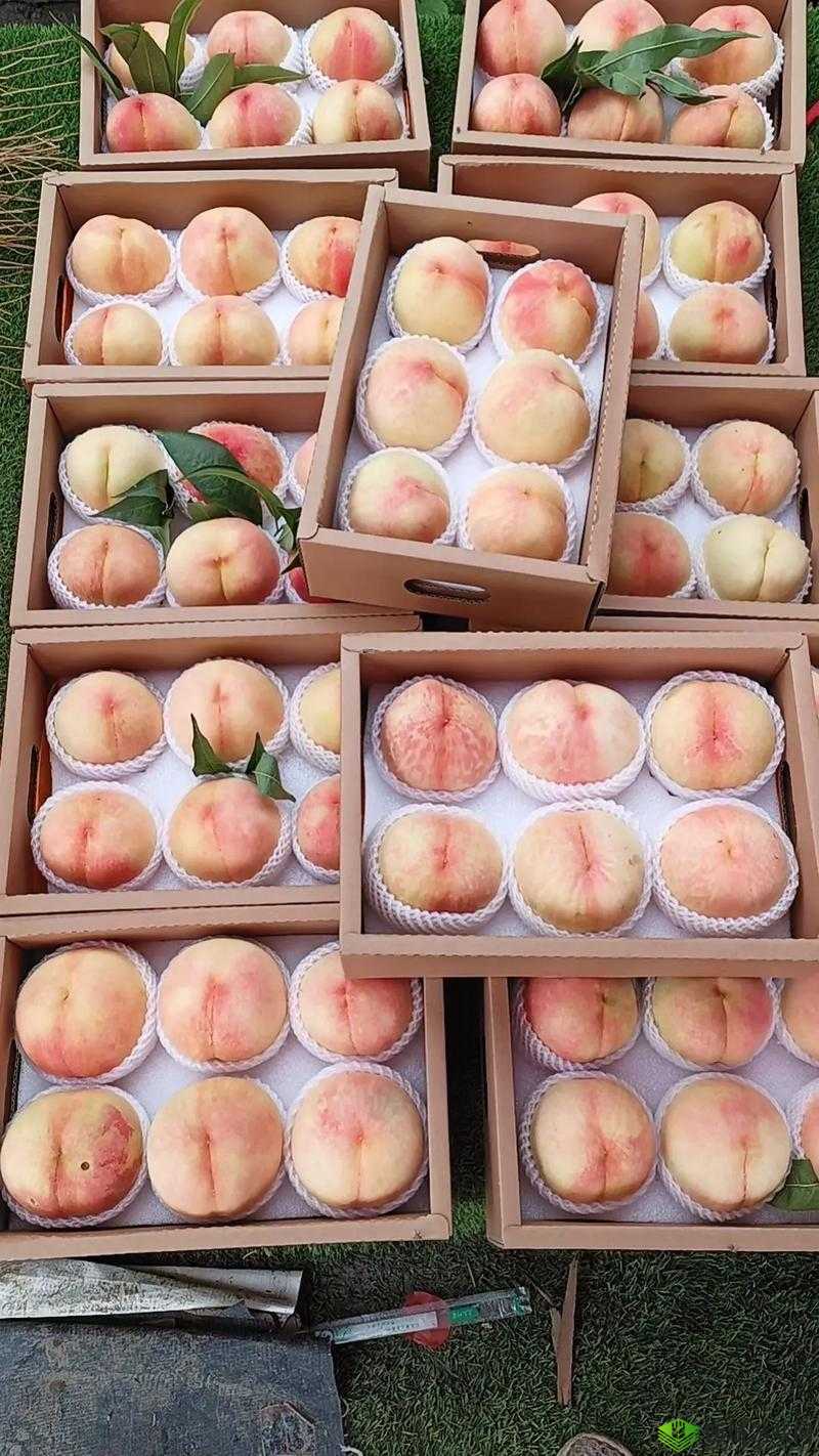 日本水蜜桃品种岭风：独特的美味之选