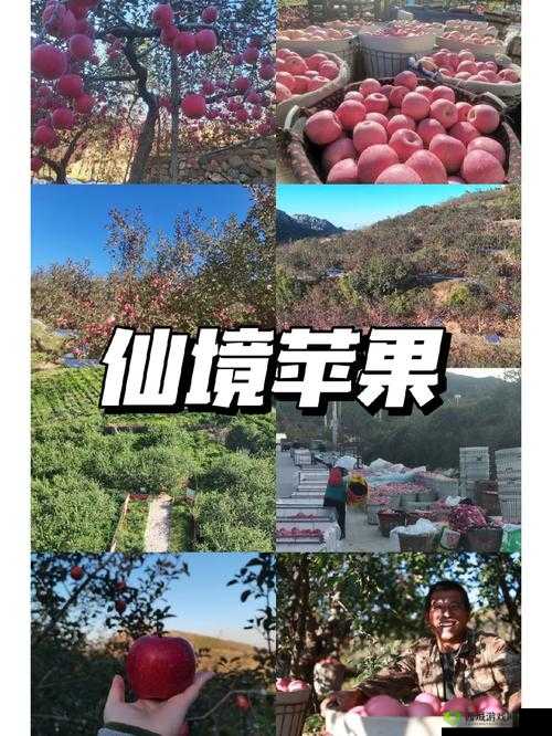 巨无霸水蜜桃水帘洞：探寻神秘的水果仙境
