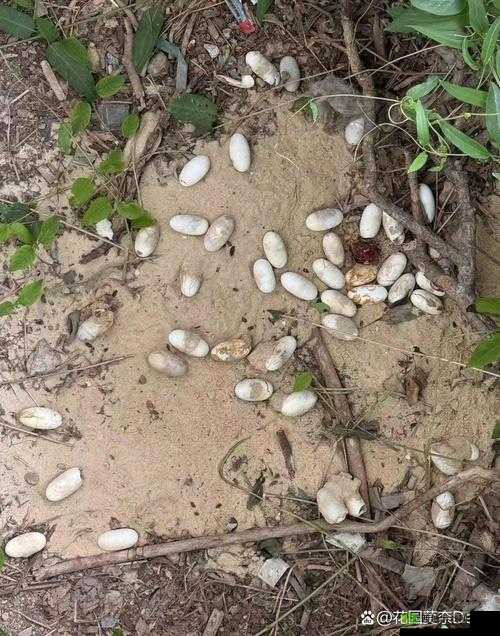 大肚产蛇蛋究竟隐藏着怎样的神奇奥秘