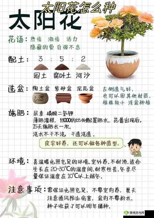 悠长假期里如何种植向日葵？详细种植方法揭秘！
